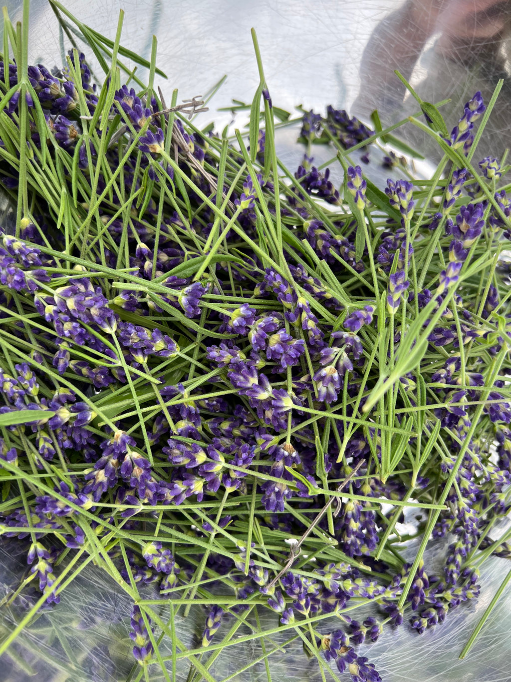 Lavender Face & Body Serum 30 ml