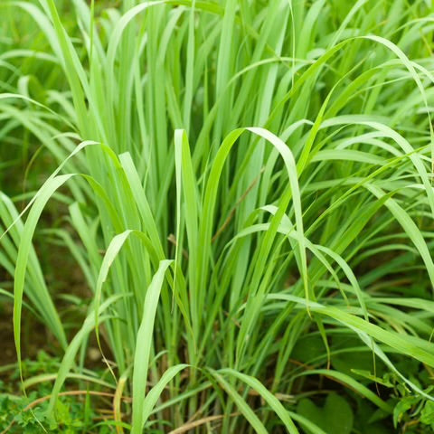 Lemongrass Hydrosol (Floral Water) 120 ml